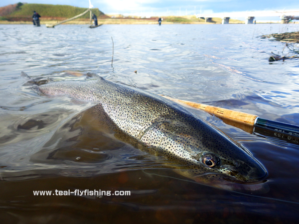 2013年 北海道 イトウ釣りツアーのご報告 Fly Fishing Total Support Teal 2013年 北海道 イトウ釣りツアーのご報告 Fly Fishing Total Support Teal