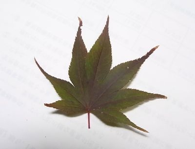 自ビール三日目の様子_c0063348_9252263.jpg