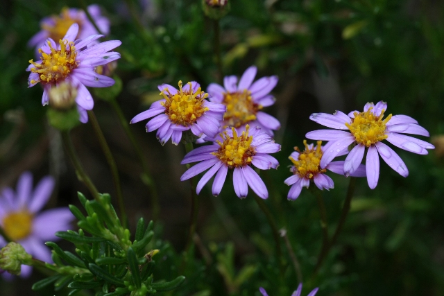 南アフリカの花01_b0144049_21255398.jpg