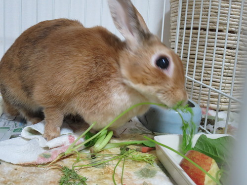 菜っ葉を食べるようになりました♪_c0145449_22414579.jpg