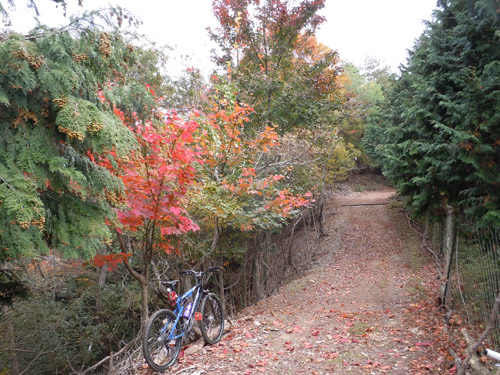 山サイ京都北山、魚谷峠〜石仏峠〜祖父谷峠〜桟敷ヶ岳_d0144550_2122438.jpg