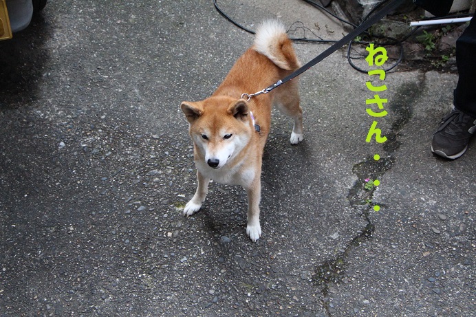 初めての常滑　やきもの散歩道へ♪_f0245650_8404563.jpg