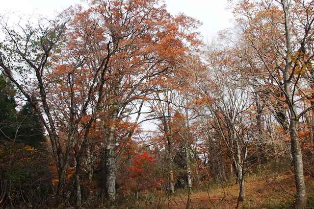 紅葉の三国平_b0227552_21145067.jpg