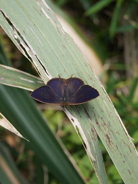 c0045352_20342413.jpg