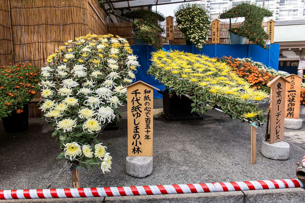 湯島天神の巴錦_f0044056_8273248.jpg