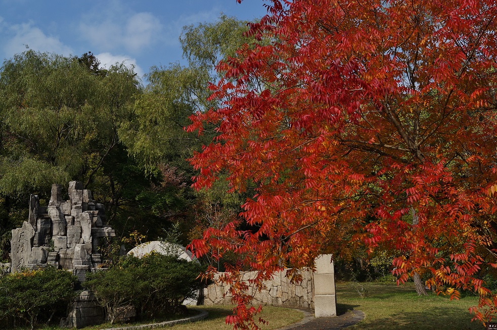 神戸市立森林植物園　天津の森の紅葉_b0063958_23384326.jpg