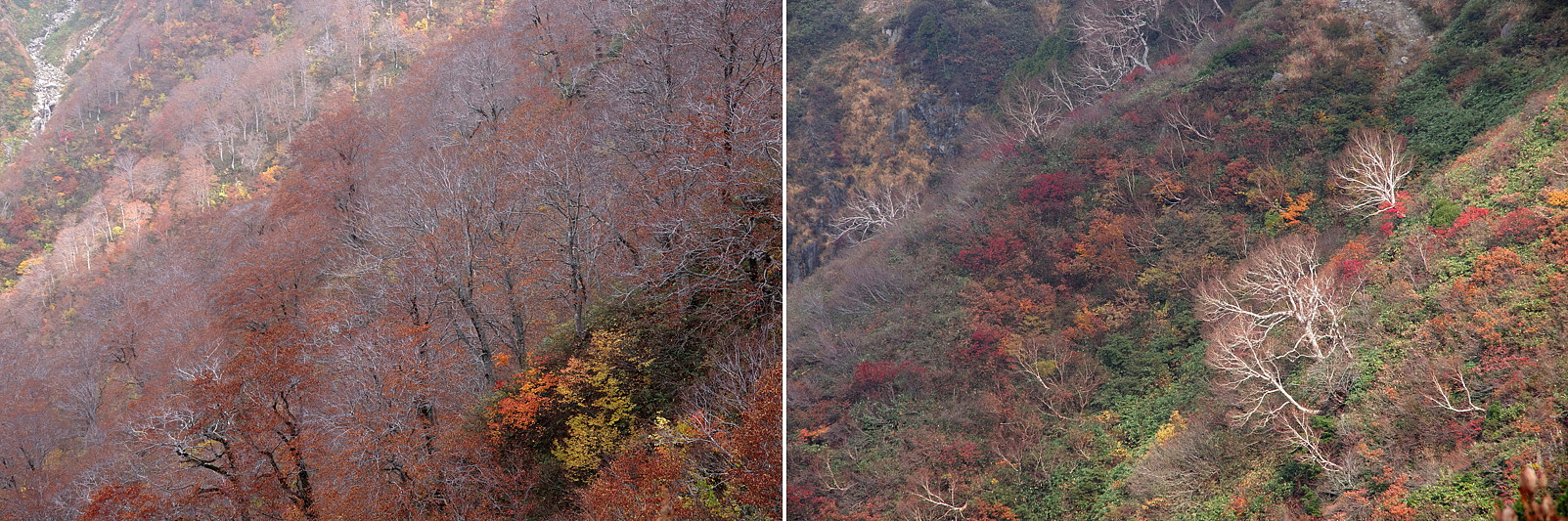 ２０１３．１０．３１　新潟県・巻機山　　　２０１３．１１．６（記）_a0181059_17233376.jpg