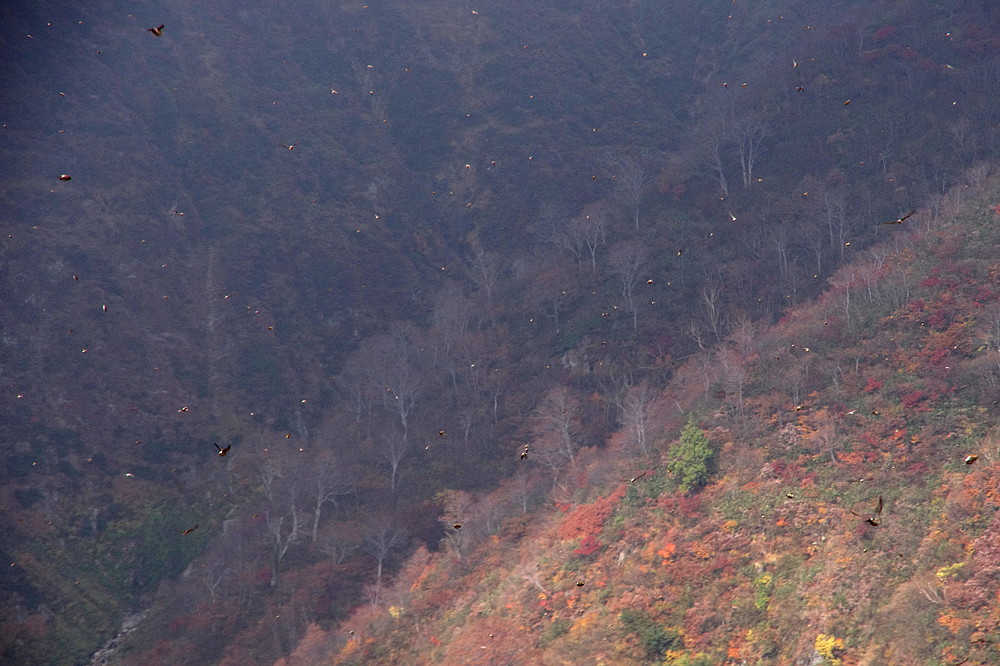 ２０１３．１０．３１　新潟県・巻機山　　　２０１３．１１．６（記）_a0181059_17262993.jpg