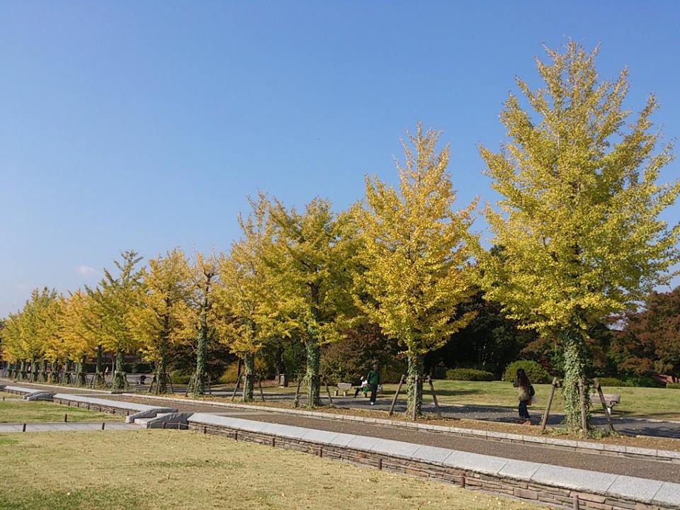 紅葉の昭和記念公園_b0208561_14355310.jpg
