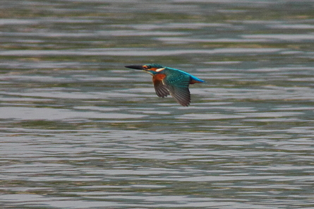 淀川野鳥　キジ　ジョウビタキ　カワセミ_d0256061_14372712.jpg