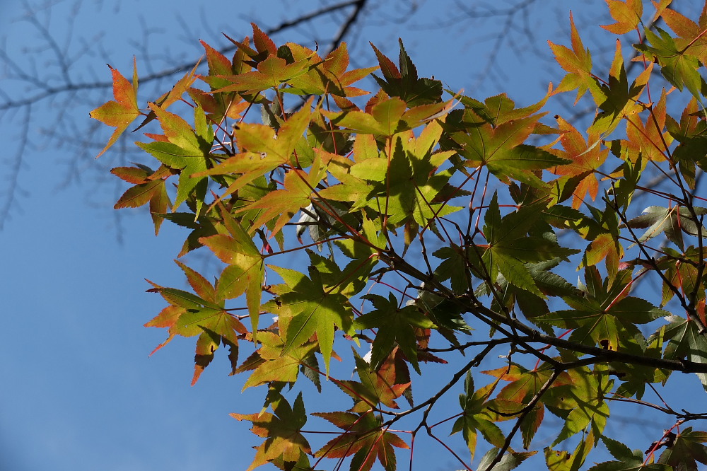 2013年10月27～11月2日 鳳来クライミング_c0127663_14131999.jpg