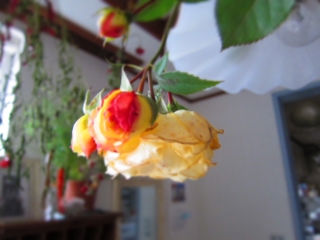 d0320463_17194499.jpg