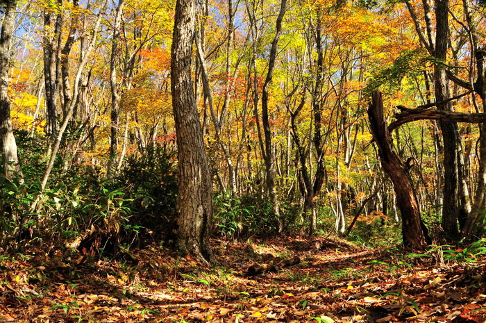 紅葉　　県民の森_a0041073_1553234.jpg