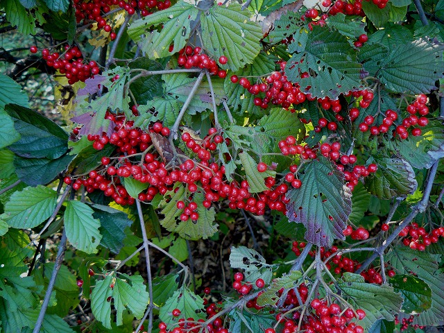 d0019074_9162351.jpg