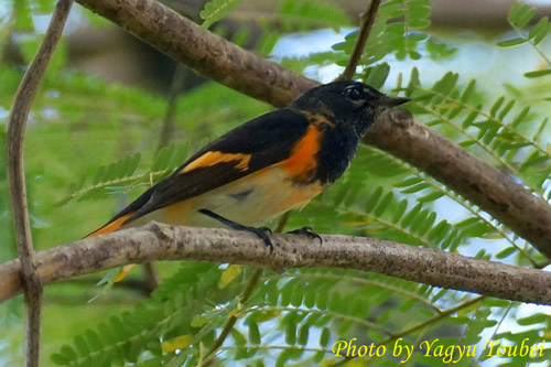 American Redstart  （アメリカン　レッドスタート） _b0132475_10292087.jpg