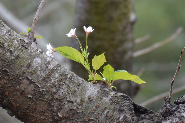 2013年11月6日【今日も桜は元気です】_a0185880_1637446.jpg