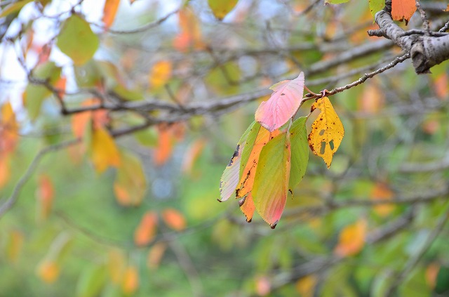 2013年11月6日【今日も桜は元気です】_a0185880_16511677.jpg