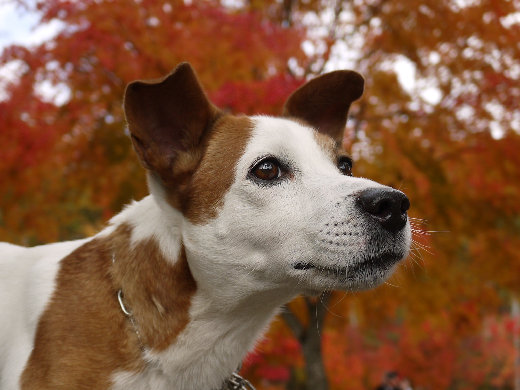 紅葉の高原ドライブ_d0038083_2155865.jpg