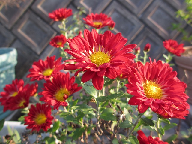 b0182884_226427.jpg