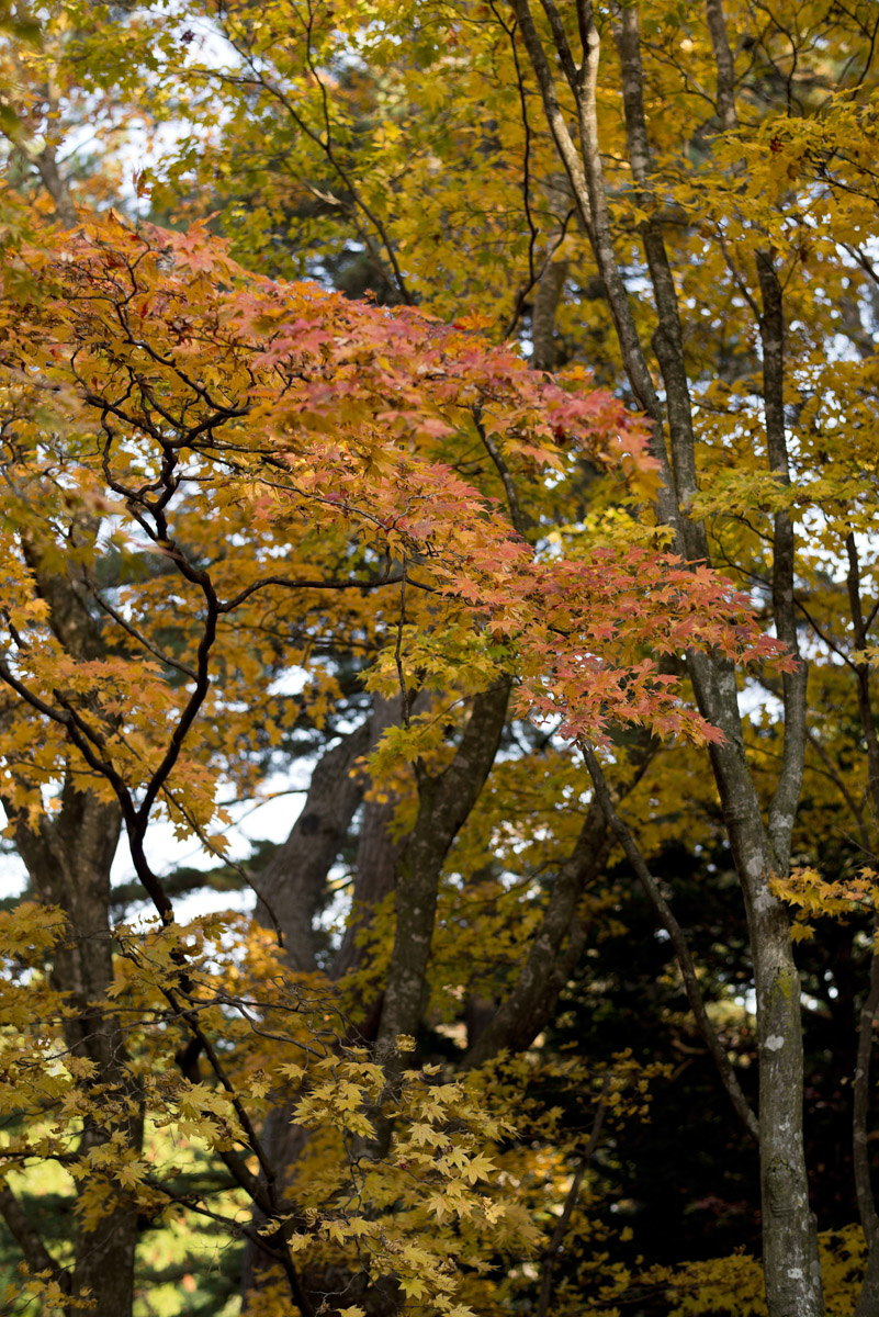 紅葉の「香雪園」・・・その2_a0141385_005630.jpg