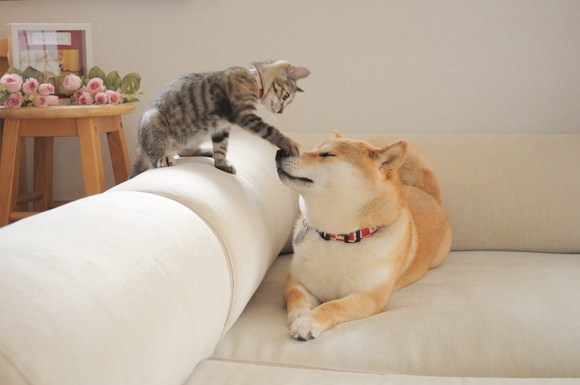 かぼすちゃんとつつじちゃん_a0126590_23524774.jpg