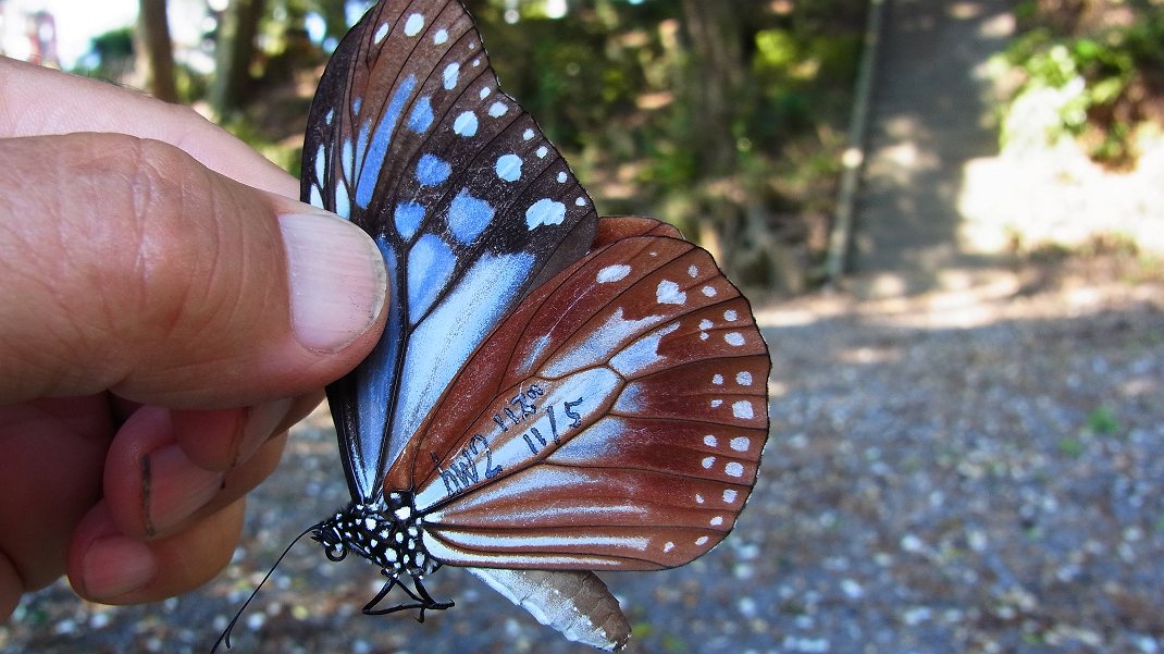 a0152692_7463955.jpg