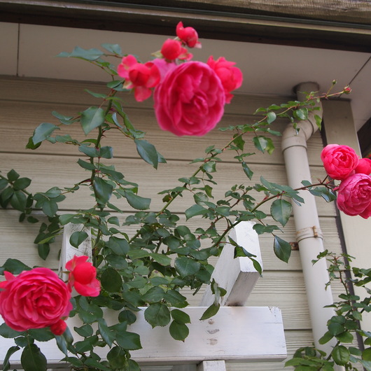 ポンポネッラのお花_a0292194_22554111.jpg