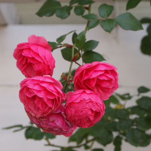 ポンポネッラのお花_a0292194_2256334.jpg