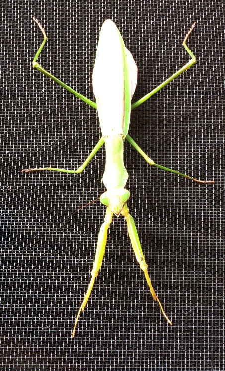 c0119197_8594283.jpg