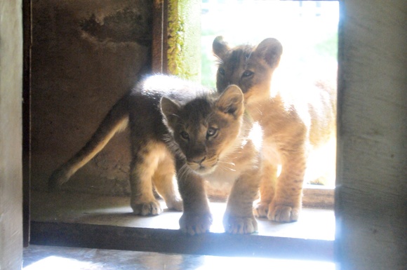 ライオン ゆうひ・ヤマト ｜ 釧路市動物園_e0319302_1817557.jpg