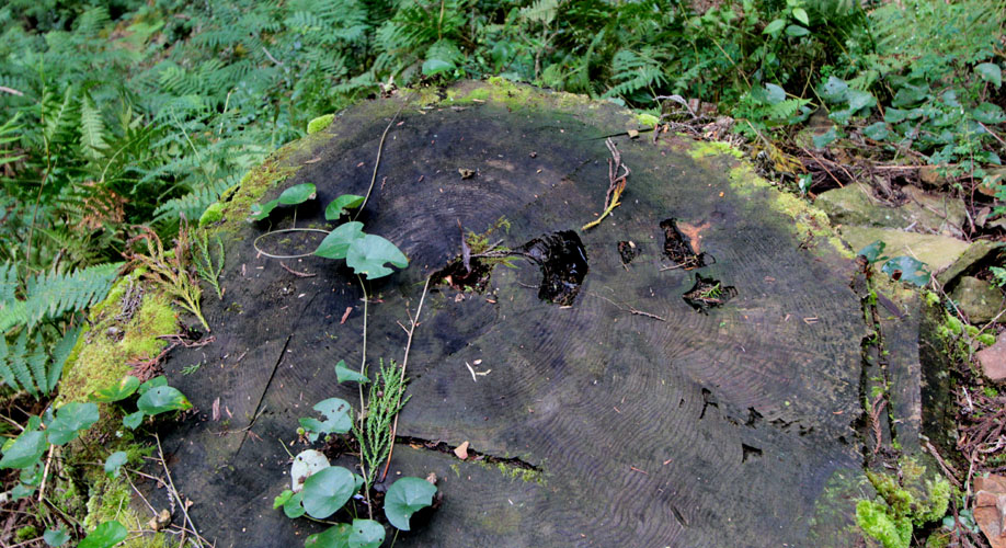 d0080906_18381330.jpg
