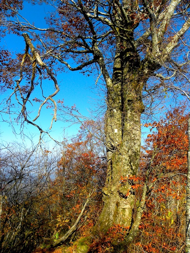 c0078410_885020.jpg