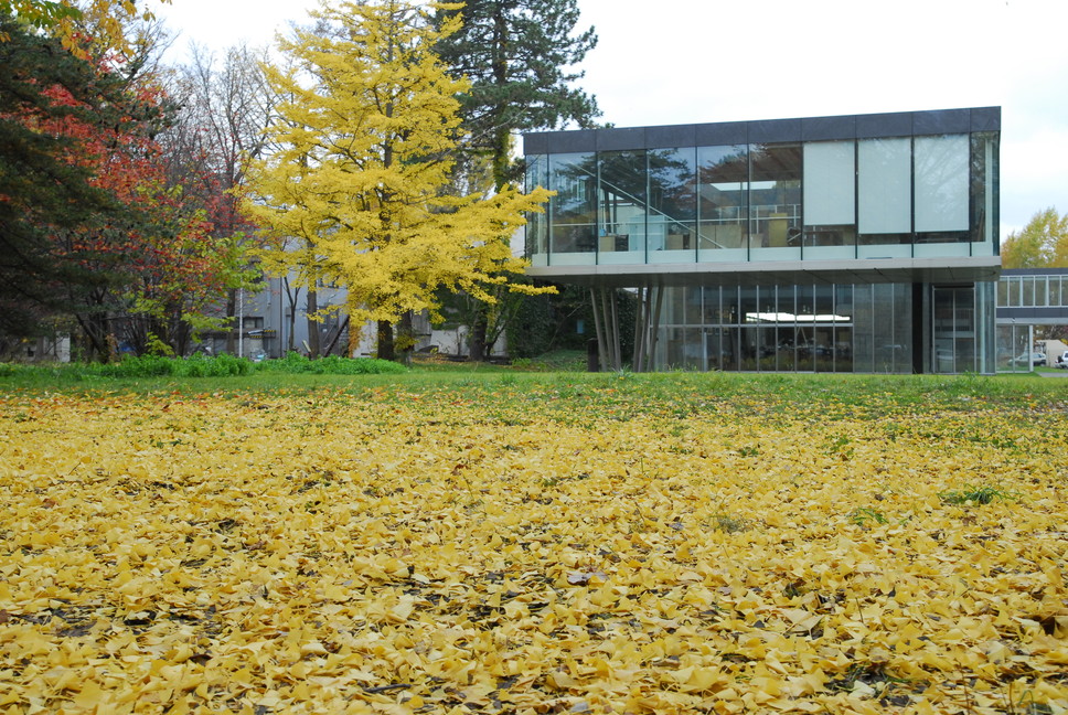 2013年11月 Nov. 2013　　『晩秋の北海道大学　Autumn Campus of Hokkaido University』_c0219616_21432030.jpg