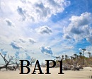 陽性悪性胸膜中皮腫におけるBAP1遺伝子変異の同定意義は明らかでない_e0156318_1742044.jpg