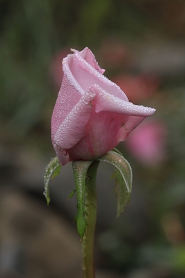 e0242721_7441151.jpg
