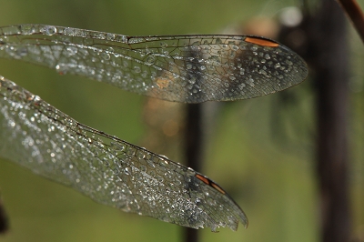 e0242721_748133.jpg