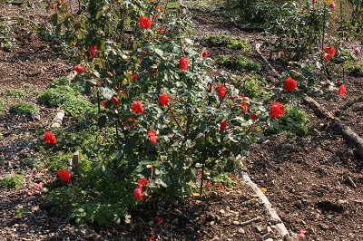 e0242721_749288.jpg