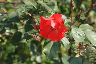 e0242721_7495924.jpg