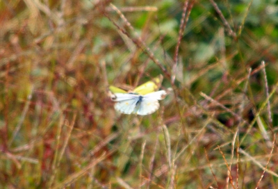 e0242721_7515066.jpg