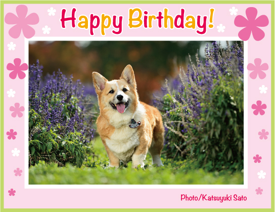 菊姫ちゃん、お誕生日おめでとう♪_d0102523_12213575.jpg