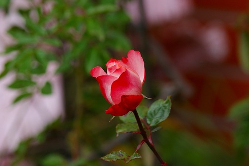 f0170524_15271895.jpg