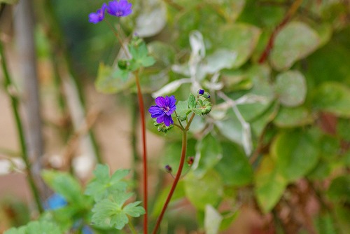 f0170524_15301310.jpg