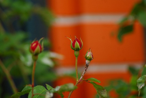 f0170524_1531310.jpg