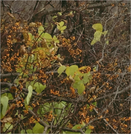d0235336_2101627.png