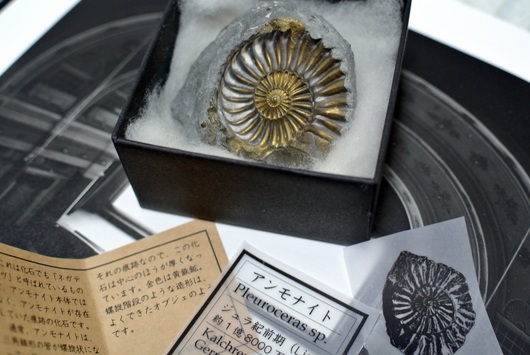 ドイツ産 アンモナイトネガティヴ化石_f0280238_19452277.jpg