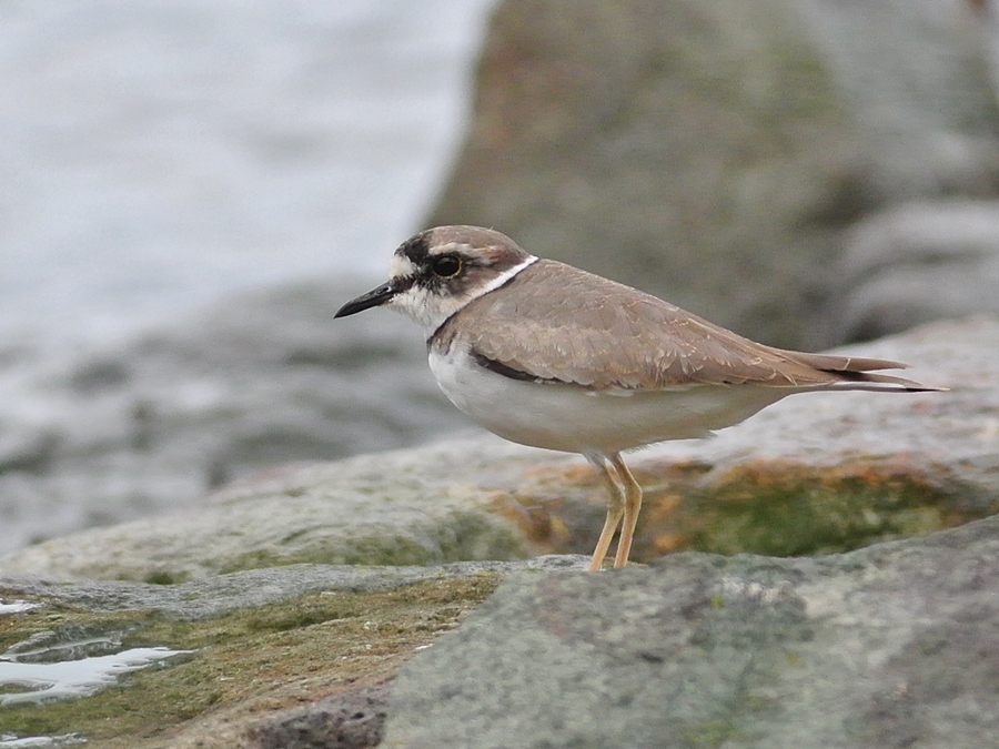 「気になっていそう」　イカルチドリ（桑鳲千鳥）/Long-billed plover_b0309841_2384886.jpg