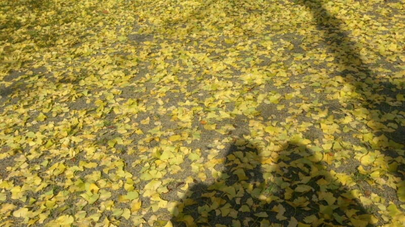 c0295742_15585560.jpg