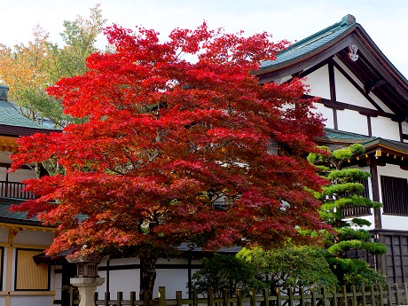 高野山の紅葉・塔頭めぐり_c0057946_22442517.jpg