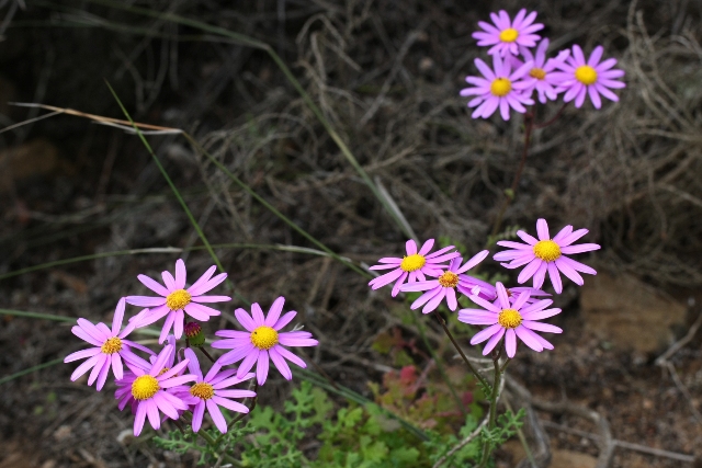 南アフリカの花02_b0144049_2339372.jpg