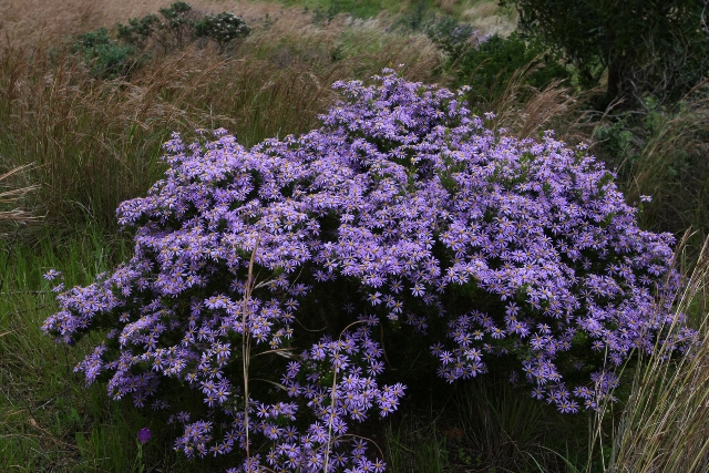 南アフリカの花02_b0144049_2340144.jpg